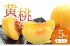 《先行予約 2025年度発送》 黄桃 約5kg  もも モモ 桃 デザート フルーツ 果物 くだもの 果実 食品 山形県 FSY-0705