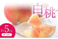 《先行予約 2025年度発送》白桃(品種おまかせ) 約5kg  もも モモ 桃 デザート フルーツ 果物 くだもの 果実 食品 山形県 FSY-0706