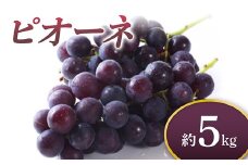 《先行予約 2025年度発送》 ピオーネ 約5kg  ぶどう ブドウ 葡萄 デザート フルーツ 果物 くだもの 果実 食品 山形県 FSY-0710