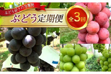 ～ぶどう好きの方専用～ぶどう定期便【全3回】  ぶどう ブドウ 葡萄 デザート フルーツ 果物 くだもの 果実 食品 山形県 FSY-0730
