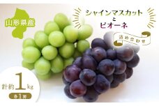 【先行予約 令和7年度発送】山形県産 シャインマスカットとピオーネの詰め合わせ 各1房 計約1kg  マスカット ぶどう ブドウ 葡萄 デザート フルーツ 果物 くだもの 果実 食品 山形県 FSY-0680