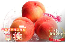 【先行予約 2025年度発送】山形県産 白桃 約3kg 8～12玉 化粧箱入  もも モモ 桃 デザート フルーツ 果物 くだもの 果実 食品 山形県 FSY-0746
