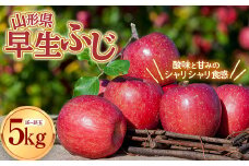【先行予約 2025年度発送】山形県産 早生ふじ りんご 約5kg  リンゴ 林檎 デザート フルーツ 果物 くだもの 果実 食品 山形県 FSY-0804