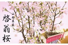 山形県産 啓翁桜 80cm 8本 ～開花から葉桜まで雅な華やかさをお楽しみいただけます～ 2023年12月下旬より発送予定 FSY-0863