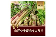 【2025年発送先行予約】山菜 5種のお任せセット（栽培物）山形県産【2025年4月から発送】 FSY-1069