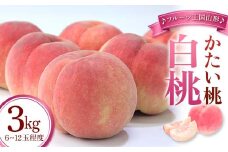 【先行予約 2025年度発送】♪フルーツ王国山形♪白桃（かたい桃）  もも モモ 桃 デザート フルーツ 果物 くだもの 果実 食品 山形県 FSY-1130