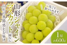 山形シャインマスカット ぶどう 1房 《種なし皮ごと食べられます》【2025年9月から発送】  マスカット ブドウ 葡萄 デザート フルーツ 果物 くだもの 果実 食品 山形県 FSY-1051