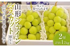 山形シャインマスカット ぶどう 2房 《種なし皮ごと食べられます》【2025年9月から発送】  マスカット ブドウ 葡萄 デザート フルーツ 果物 くだもの 果実 食品 山形県 FSY-1052