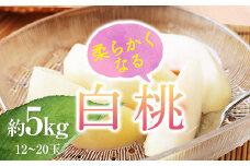 山形県産 白桃 秀品 約5kg（12玉～20玉） 品種おまかせ 軟らかくなる桃 あかつき 川中島白桃 伊達白桃 他  もも モモ 桃 デザート フルーツ 果物 くだもの 果実 食品 山形県 FSY-1189