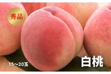 《先行予約 2025年度発送》白桃 秀品 15～20玉  もも モモ 桃 デザート フルーツ 果物 くだもの 果実 食品 山形県 FSY-1035