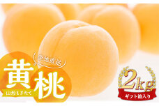 【先行受付 令和7年度発送】山形もぎたて黄桃2kg ギフト箱入り  もも モモ 桃 デザート フルーツ 果物 くだもの 果実 食品 山形県 FSY-1037