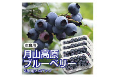 【先行予約 2025年度発送】山形県月山高原産 大澤農園のブルーベリー 250g×4パック 計1kg 生食用 爽やかな甘酸っぱさが魅力です  フルーツ 果物 くだもの 果実 食品 山形県 FSY-1223