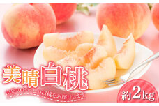 山形県産 美晴白桃（硬い桃） 秀品 約2kg（5玉～9玉入り） 化粧箱 《2025年度8月下旬発送開始》  もも モモ 桃 デザート フルーツ 果物 くだもの 果実 食品 山形県 FSY-1350