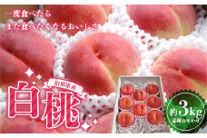 《2025年度8月中旬発送開始》山形県産 厳選白桃 秀品 約3kg（8玉～12玉入り）化粧箱 品種おまかせ  もも モモ 桃 デザート フルーツ 果物 くだもの 果実 食品 山形県 FSY-1349