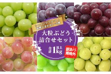 【先行予約2025年度発送】山形県産 訳あり ぶどう（品種おまかせ）計1kg  マスカット ぶどう ブドウ 葡萄 デザート フルーツ 果物 くだもの 果実 食品 山形県 FSY-1327