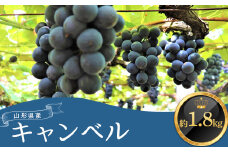 ≪2025年9月上旬頃～10月下旬頃発送≫山形県産キャンベル 約1.8kg  ぶどう ブドウ 葡萄 デザート フルーツ 果物 くだもの 果実 食品 山形県 FSY-1344