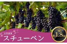≪2025年9月上旬頃～10月下旬頃発送≫山形県産スチューベン 約1.8kg  ぶどう ブドウ 葡萄 デザート フルーツ 果物 くだもの 果実 食品 山形県 FSY-1345