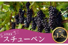 ≪2025年9月上旬頃～10月下旬頃発送≫山形県産スチューベン 約1.8kg  ぶどう ブドウ 葡萄 デザート フルーツ 果物 くだもの 果実 食品 山形県 FSY-1345