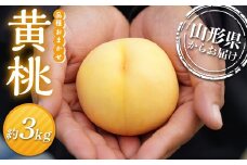 ≪先行予約≫2025年度発送 山形県産 黄桃（品種おまかせ） 3kg（8個～14個入り）  もも モモ 桃 デザート フルーツ 果物 くだもの 果実 食品 山形県 FSY-1331