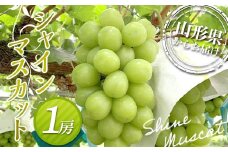 ≪先行予約≫2025年度発送 山形県産シャインマスカット 1房入（600g～）  マスカット ぶどう ブドウ 葡萄 デザート フルーツ 果物 くだもの 果実 食品 山形県 FSY-1333