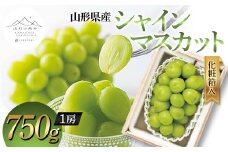 【山形の極み】山形県産 シャインマスカット 750g (1房) 化粧箱入 2024年9月中旬から順次発送 ぶどう 葡萄 果物 フルーツ F2Y-5963