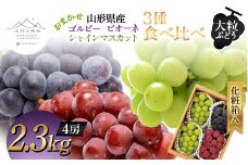 【山形の極み】山形県産 大粒ぶどう 3種食べ比べ(シャインマスカット・ゴルビー・ピオーネ) 2.3kg (4房) 化粧箱入 2024年9月中旬から順次発送 ぶどう 葡萄 果物 フルーツ F2Y-5988