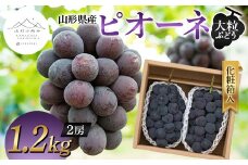 【山形の極み】山形県産 大粒ぶどう ピオーネ 1.2kg (2房) 化粧箱入 2024年9月中旬から順次発送 ぶどう 葡萄 果物 フルーツ F2Y-5982