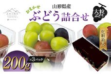【山形の極み】山形県産 大粒ぶどう おまかせ ぶどう詰合せ カップ 600g 化粧箱入 2024年9月上旬から順次発送 ぶどう 葡萄 果物 フルーツ F2Y-5983