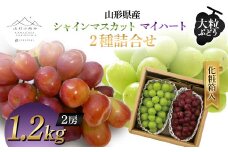 【山形の極み】山形県産 大粒ぶどう 2種詰合せ(シャインマスカット・マイハート) 1.2kg (2房) 化粧箱入 2024年9月上旬から順次発送 ぶどう 葡萄 果物 フルーツ F2Y-5984