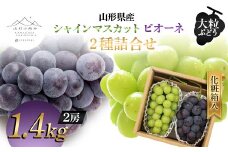 【山形の極み】山形県産 大粒ぶどう 2種詰合せ(シャインマスカット・ピオーネ) 1.4kg (2房) 化粧箱入 2024年9月中旬から順次発送 ぶどう 葡萄 果物 フルーツ F2Y-5986