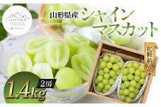 【山形の極み】山形県産 シャインマスカット 1.4kg (2房) 化粧箱入 2024年9月中旬から順次発送 ぶどう 葡萄 果物 フルーツ F2Y-5974