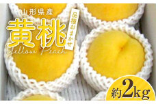 【2025年 先行予約】山形県産 黄桃 約2kg 品種おまかせ FSY-2055