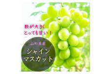 《先行受付 2025年》山形県産 大粒シャインマスカット 約1.2kg～1.3kg マスカット ぶどう ブドウ 葡萄 デザート フルーツ 果物 くだもの 果実 食品 山形県 FSY-1801