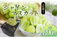 《先行予約 令和7年度発送》 【贈答用】とっても人気の『シャインマスカット』 1房 化粧箱入り FSY-2056