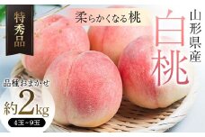 【令和7年産 先行受付】山形県産 白桃 約2kg 品種おまかせ 特秀品 柔らかくなる桃 もも 果物 フルーツ FSY-2060