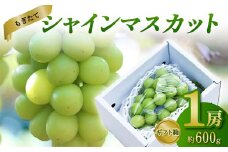 【先行受付（令和7年度発送）】もぎたてシャインマスカット1房 600g程度 ギフト箱入り FSY-2029
