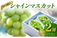 【先行受付（令和7年度発送）】大粒もぎたてシャインマスカット2房 1.2kg程度 ギフト箱入り FSY-2030
