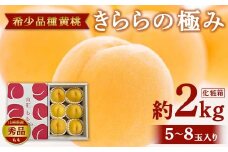 《先行予約 2025年発送》【希少品種 黄桃】きららの極み 秀品 化粧箱 約2kg(5～8玉入り) 桃 もも 果物 フルーツ 山形県産 FSY-2126