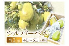 【令和7年先行受付】シルバーベル 約2kg（5個） ラ・フランス 梨 洋梨 果物 フルーツ FSY-2091