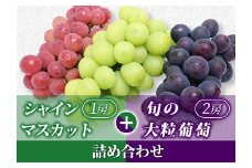 【令和7年先行受付】シャインマスカット＆旬の大粒ぶどう 詰め合わせ 約1.8kg（計3房） ぶどう 果物 フルーツ FSY-2106