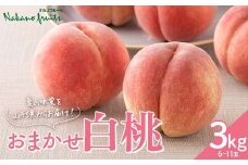 【仲野観光果樹園】≪2025年先行予約≫贈答用 山形県産 おまかせ 白桃 3kg(6～11玉) 秀品 2025年8月上旬から順次発送 F2Y-6114