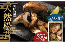 【数量限定】≪2025年先行予約≫贈答用 山形県産 天然 松茸 ひらき 250g(2～5本) 木箱入 2025年9月下旬頃から順次発送 F2Y-1130