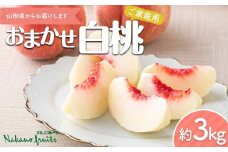 【仲野観光果樹園】≪2025年先行予約≫ご家庭用 山形県産 おまかせ 白桃 約3kg(6～12玉) 2025年8月上旬から順次発送 F2Y-6123