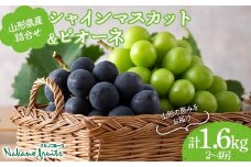 【仲野観光果樹園】≪2025年先行予約≫贈答用 山形県産 シャインマスカット ピオーネ 詰合せ 1.6kg（2～4房） 秀品 2025年8月下旬から順次発送 F2Y-6126
