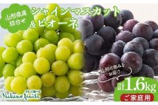【仲野観光果樹園】≪2025年先行予約≫ご家庭用 山形県産 シャインマスカット ピオーネ 詰合せ1.6kg 2025年8月下旬から順次発送 F2Y-6127
