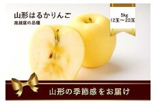 山形県産 はるかりんご 5kg 12玉～20玉 高糖度のりんご FSY-2188