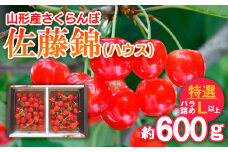 さくらんぼ 佐藤錦(ハウス)特選 バラ詰め L以上 約600g 【令和7年産先行予約】FS24-628くだもの 果物 フルーツ 山形 山形県 山形市 2025年産