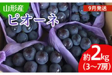 山形市産 ぶどう(ピオーネ) 秀 2kg(3〜7房)[前半] 【令和7年産先行予約】FU19-697 くだもの 果物 フルーツ 山形 山形県 山形市 ぶどう 葡萄 ブドウ 2025年産