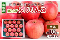 自然の恵みいっぱいの葉とらずふじりんご 約10kg(46個) FY25-922