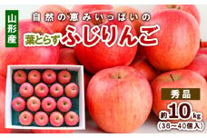 自然の恵みいっぱいの葉とらずふじりんご 約10kg(36個～40個) FY25-923